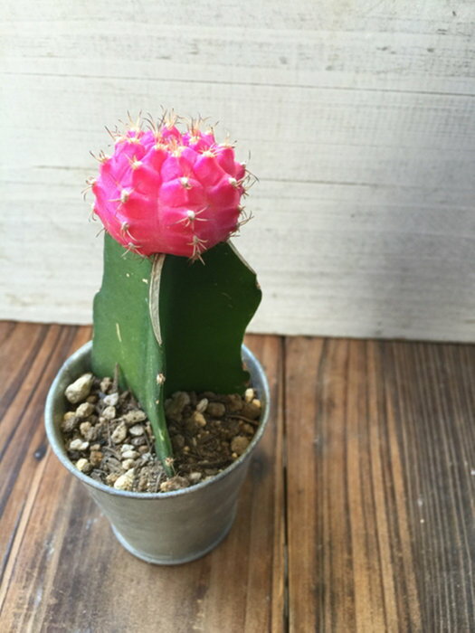 楽天市場 緋牡丹 ピンク サボテン 多肉植物 ガーデニング インテリア 観葉植物 サニーポップ みんなのレビュー 口コミ 楽天市場 緋牡丹 ピンク サボテン 多肉植物 ガーデニング インテリア 観葉植物 サニーポップ みんなのレビュー 口コミ