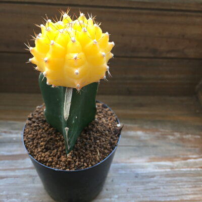 緋牡丹とは 花を咲かせるサボテンの特徴や育て方 増やし方までご紹介 暮らし の 緋牡丹とは 花を咲かせるサボテンの特徴や育て方 増やし方までご紹介 暮らし の