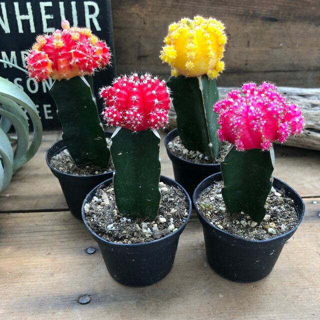 【緋牡丹 サボテン 4個セット 】★ ヒボタン 接ぎ木 子株 多肉植物 かわいい おしゃれ カラフル 彩り ミニサイズ テーブルサイズ 観賞用 育てやすい 初心者向け 送料無料のサムネイル