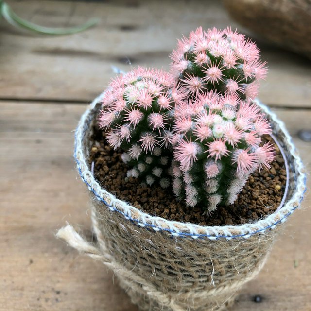 【明日香姫 ピンク】★ あすかひめ サボテン 多肉植物 観葉植物 色付き 彩り カラフル 小型 ミニサボテン ミニサイズ 即完売 サボテン インテリア 送料無料 キュート 室内向き 吹きつけ 塗装 プレゼント ギフト 育てやすい 初心者向け送料無料