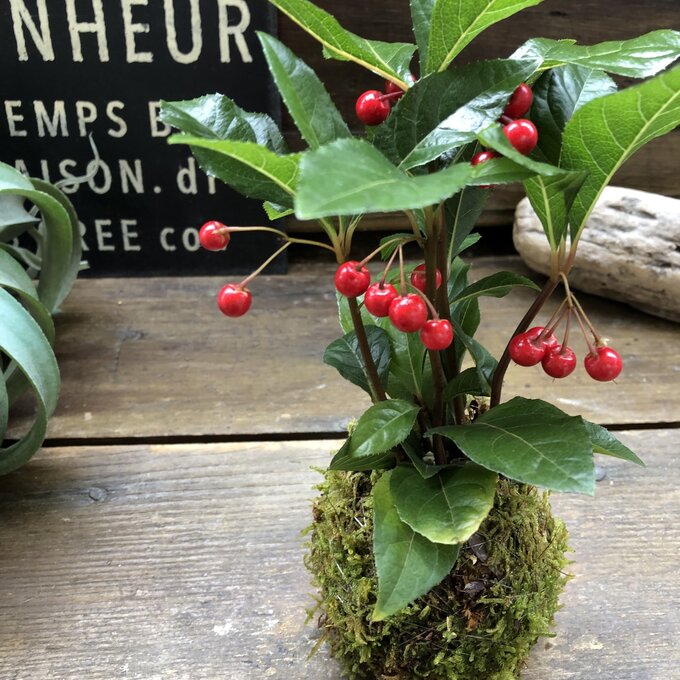 【やぶこうじの苔玉】★ 希少 赤い実 縁起物 お正月 和風 苔玉 観葉植物 インテリア お正月飾り 贈り物 ギフト プレゼント