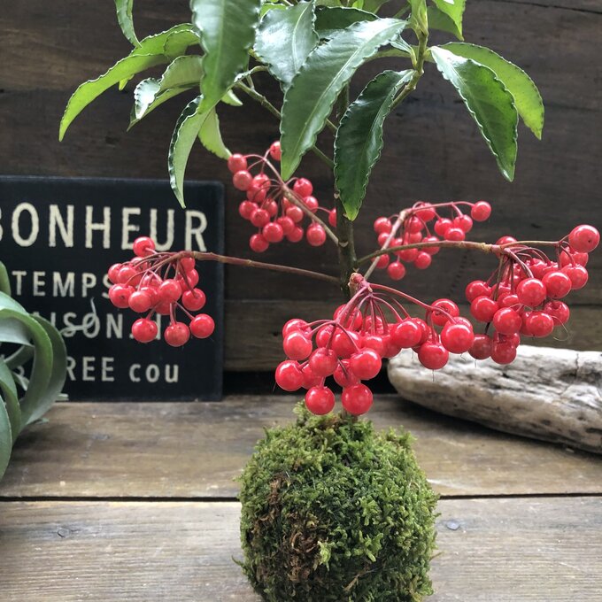 【万両の苔玉】★ 運気アップ 赤い実 実つき 縁起物 寿ぎ お正月 金運 苔玉 インテリア ガーデニング 観葉植物 送料無料
