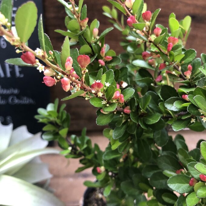 ハリツルマサキ ハートのなる木 ハートツリー 毎年大きくのサムネイル