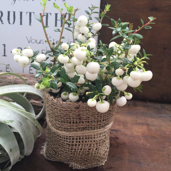 【真珠の木 白】★ ホワイト パールツリー クリスマス お正月 寄せ植え ペルネチア ガーデニング インテリア 観葉植物