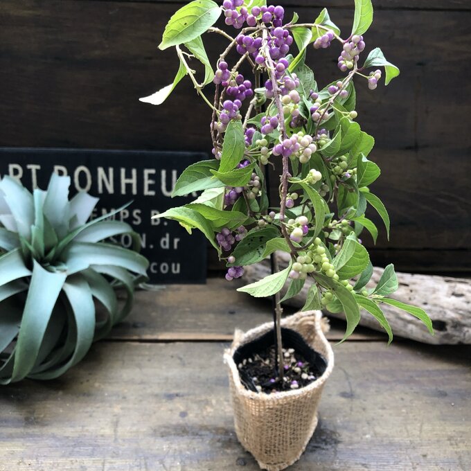 紫式部　しだれ式部　2.5号　実つき　ガーデニングのサムネイル