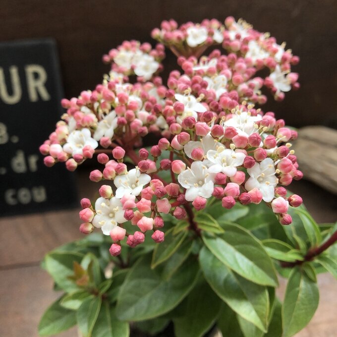 【ビバーナムティヌス】★ 長く楽しめる ビバーナム 蕾→花→実 観葉植物 インテリア 鉢植え 地植え 庭木 ガーデニング 送料無料