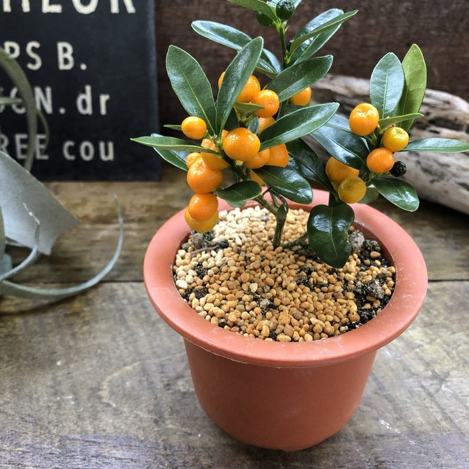 レアな盆栽 金ユズ 観葉植物 インテリア