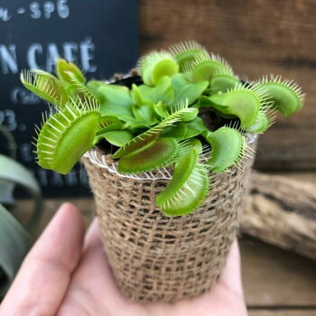 楽天市場 ハエトリ草 ハエトリソウ 食虫植物 ミニサイズ 虫取り サニーポップ 楽天市場 ハエトリ草 ハエトリソウ 食虫植物 ミニサイズ 虫取り サニーポップ
