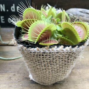 【ハエトリ草】★ 3号 大人気 個性的 助かる 食虫植物 観葉植物 テラリウム アクアリウム インテリア 自由研究 鉢植え