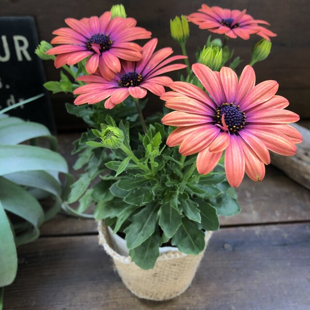オステオスペルマムの育て方ガイド 綺麗な花を咲かせるコツを徹底解説 Kurashi No