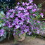 大苗 ボロニア ピナータ ピンクの花と蕾 いい香り