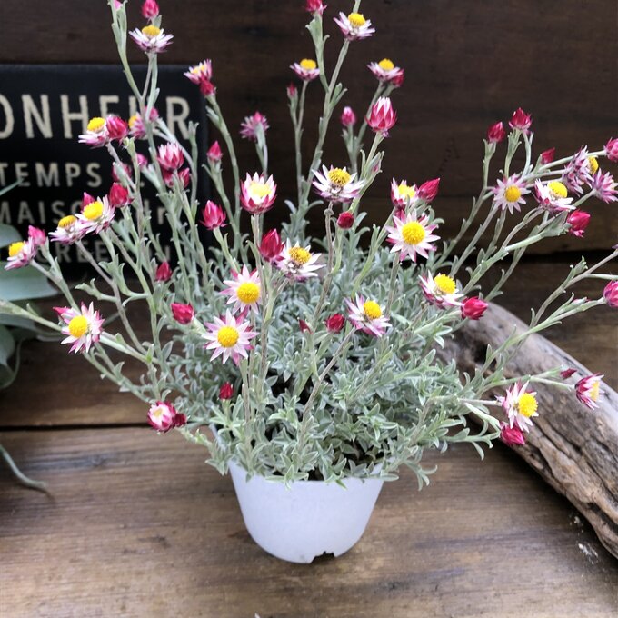 ハートクィーン シンカルファ ドライフラワーに 花かんざしのサムネイル