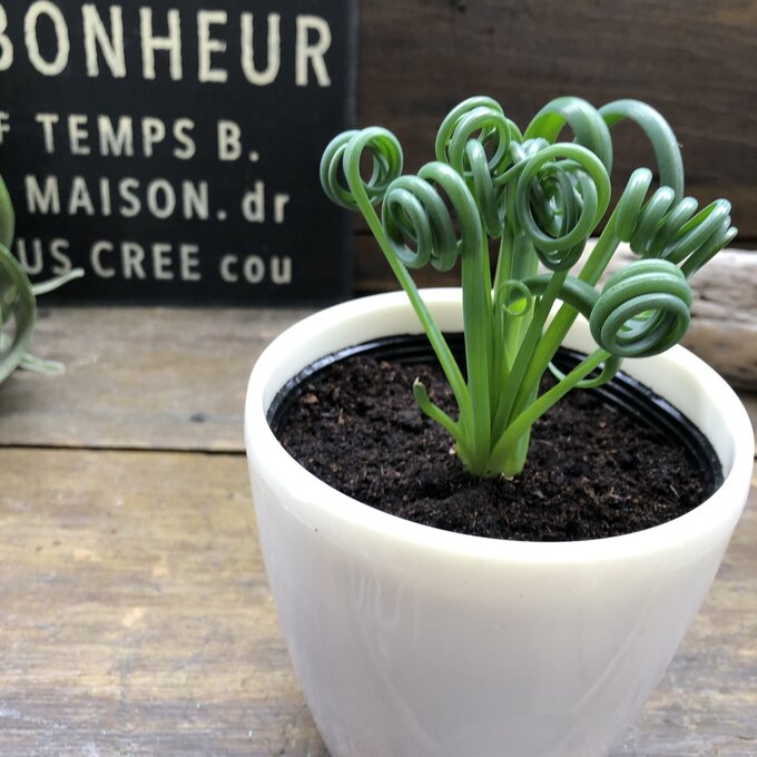 【アルブカ スピラリス】★ 希少 レア品種 くるくる カールした葉 球根植物 お洒落 珍しい ガーデニング 観葉植物 送料無料のサムネイル