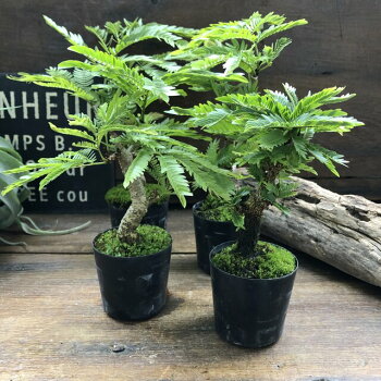 楽天市場 ミニサイズ 木立 エバーフレッシュ 観葉植物 サニーポップ 楽天市場 ミニサイズ 木立 エバーフレッシュ 観葉植物 サニーポップ