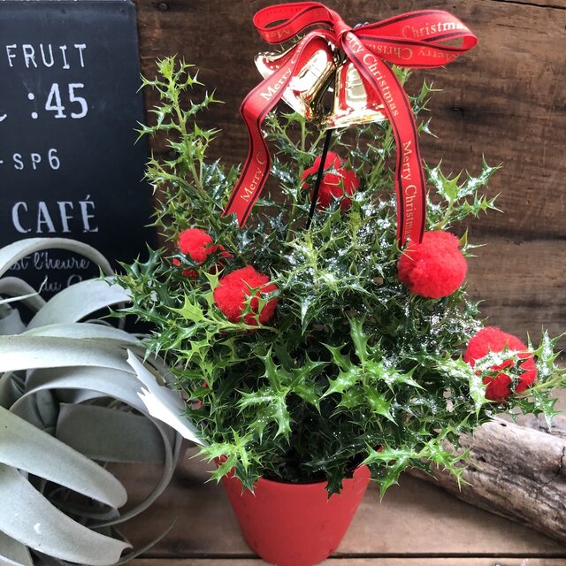 【Xmasヒイラギ】★ ラメ付き クリスマスに 柊 観葉植物 クリスマスツリー 縁起物 厄除け 魔除け 贈り物..