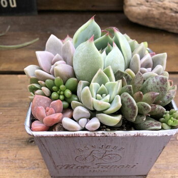 楽天市場 ブリキ鉢の寄せ植え 多肉植物 可愛い もりもり サニーポップ 楽天市場 ブリキ鉢の寄せ植え 多肉植物 可愛い もりもり サニーポップ