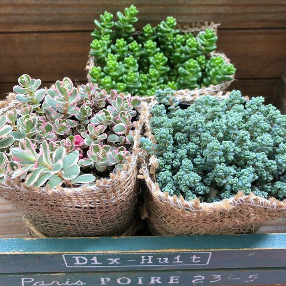 楽天市場】セダム 寄せ植えの通販 楽天市場】セダム 寄せ植えの通販