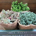 【お得なセダム3個セット】★ SALE 麻布アレンジ 多肉植物 ガーデニング インテリア