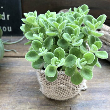 楽天市場 アロマティカス ミントの甘い香り 多肉植物 サニーポップ 楽天市場 アロマティカス ミントの甘い香り 多肉植物 サニーポップ