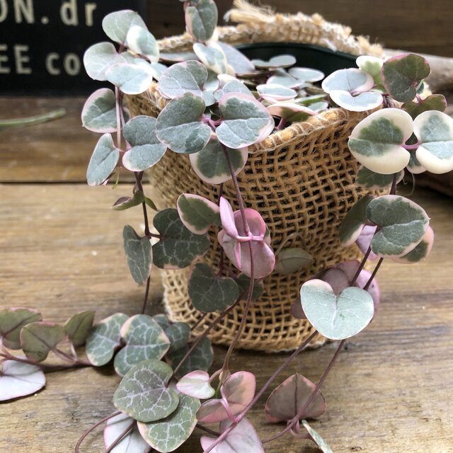 楽天市場 レディーハート 斑入りハートカズラ ハート型 多肉植物 パリジェンヌ