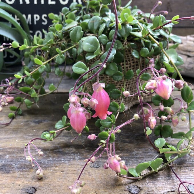 【フィフィ 3.5号】★ カランコエ 多肉植物 かわいいベル花 サーモンピンク 枝垂れ 観葉植物 インテリア ガーデニング 送料無料のサムネイル
