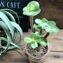 【モロキニエンシス】★ おしゃれな木立 多肉植物 多幸樹 ポーチュラカ ハワイ原産 インテリア 観葉植物 贈り物 プレゼント 送料無料