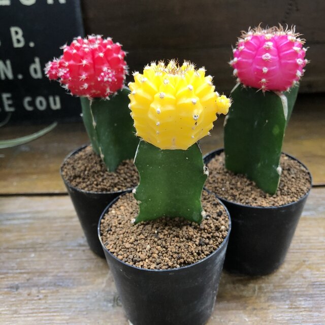 楽天市場 緋牡丹3色セット サボテン お得 観葉植物 サニーポップ
