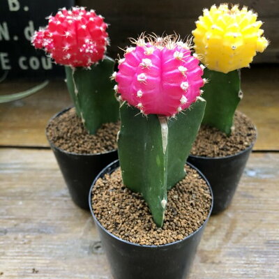 緋牡丹とは 花を咲かせるサボテンの特徴や育て方 増やし方までご紹介 暮らし の 緋牡丹とは 花を咲かせるサボテンの特徴や育て方 増やし方までご紹介 暮らし の