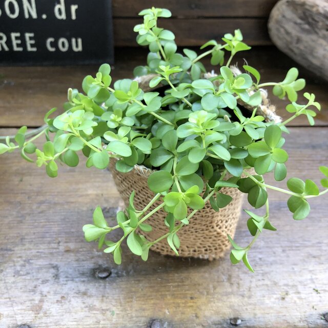 楽天市場 デピーナ ペペロミア 観葉植物 可愛い葉っぱ パリジェンヌ