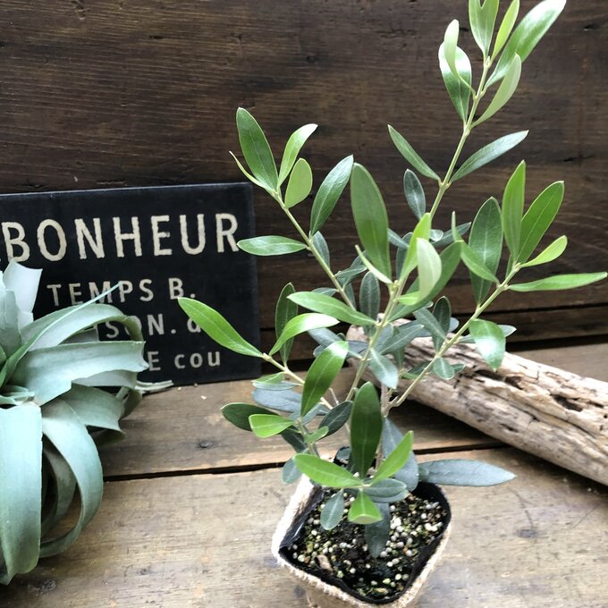 【ネバティロ ブランコ】★ オリーブ 観葉植物 おしゃれ 鉢植え 庭植え インテリア ガーデニングのサムネイル