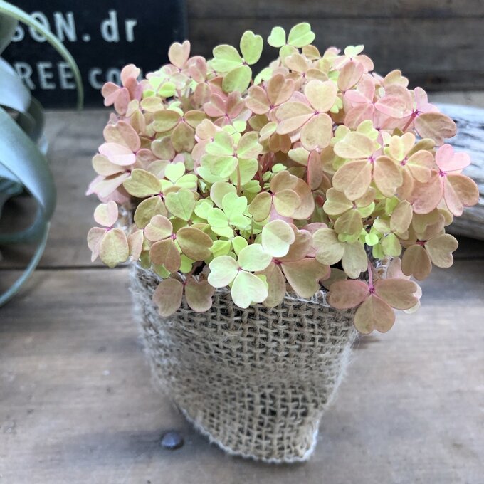 【黄昏】★ たそがれ オキザリス 閉じる葉っぱ 三つ葉 可愛い カラーリーフ 寄せ植え グランドカバー ガーデニング 送料無料