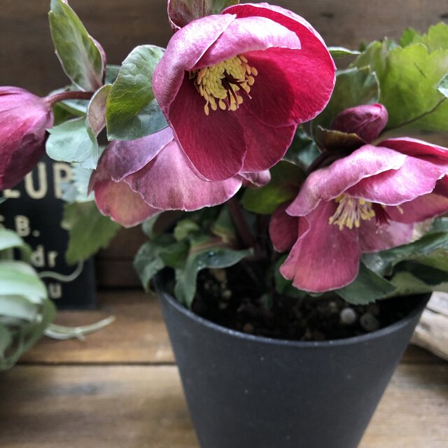 氷の薔薇 ブルネロ クリスマスローズ 大苗 希少のサムネイル