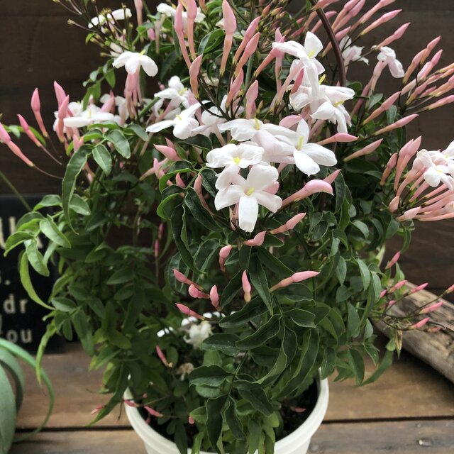 【アーチ仕立て ハゴロモジャスミン】★ 大苗 真っ白な花 甘い香り つる性 観葉植物 ガーデニング 鉢植え 庭植え 送料無料のサムネイル