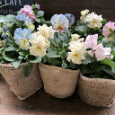 【シエルブリエ 2個セット】★ 期間限定 ビオラ 希少 オリジナル品種 フリル咲き フリルビオラ 可愛い アンティーク調の色合い オシャレ ガーデニング 送料無料