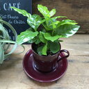 コーヒーの木 【コーヒーカップ コーヒーカップ付き】★ コーヒーの木 艶やか葉っぱ 観葉植物 インテリア 玄関に ミニサイズ テーブルサイズ 小さな 観葉植物 贈り物 プレゼント ギフト インテリア 送料無料