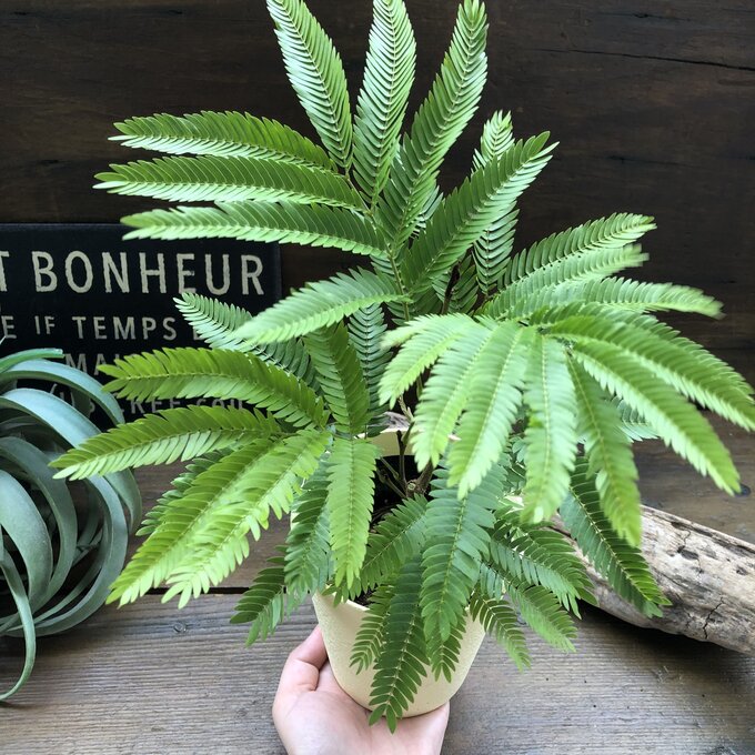 永遠の定番モデル アカサヤネムノキ 空気清浄の木 夜眠る 観葉植物 花言葉 歓喜 胸のときめき 幸運 出会い運 恋愛運 夫婦円満 癒し リラックス効果 送料無料 Bluebirdsportandspine Ca