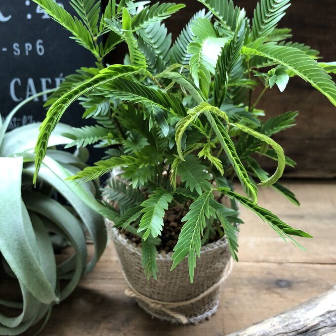 永遠の定番モデル アカサヤネムノキ 空気清浄の木 夜眠る 観葉植物 花言葉 歓喜 胸のときめき 幸運 出会い運 恋愛運 夫婦円満 癒し リラックス効果 送料無料 Bluebirdsportandspine Ca