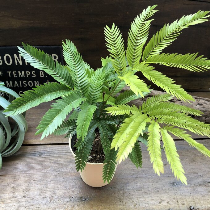 永遠の定番モデル アカサヤネムノキ 空気清浄の木 夜眠る 観葉植物 花言葉 歓喜 胸のときめき 幸運 出会い運 恋愛運 夫婦円満 癒し リラックス効果 送料無料 Bluebirdsportandspine Ca