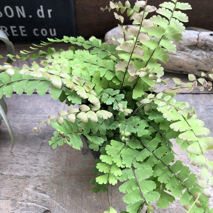 ゴーダータ アジアンタム 希少 観葉植物