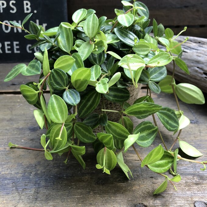 【アングラータ】★ ペペロミア おしゃれ かわいい 観葉植物 インテリア ハンギング プレゼント 贈り物にのサムネイル