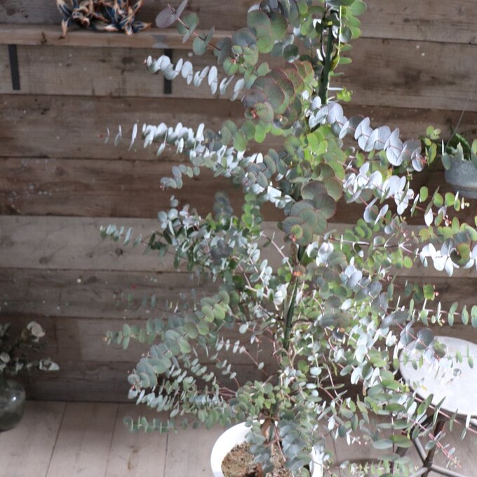 楽天市場】ユーカリ(高さ(植物)131cm ~)の通販 楽天市場】ユーカリ(高さ(植物)131cm ~)の通販