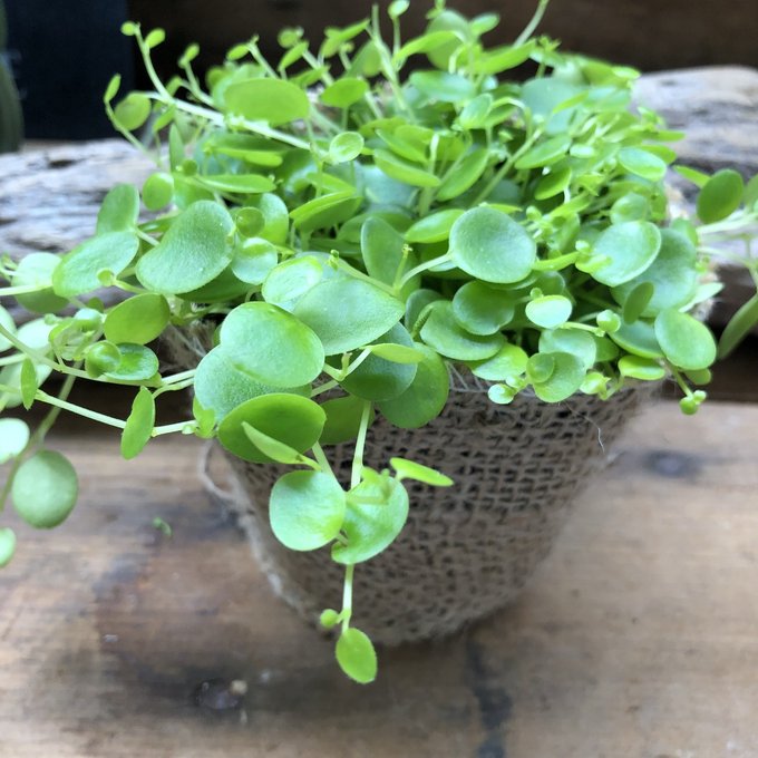 ジェミニ 希少 ペペロミア 観葉植物のサムネイル