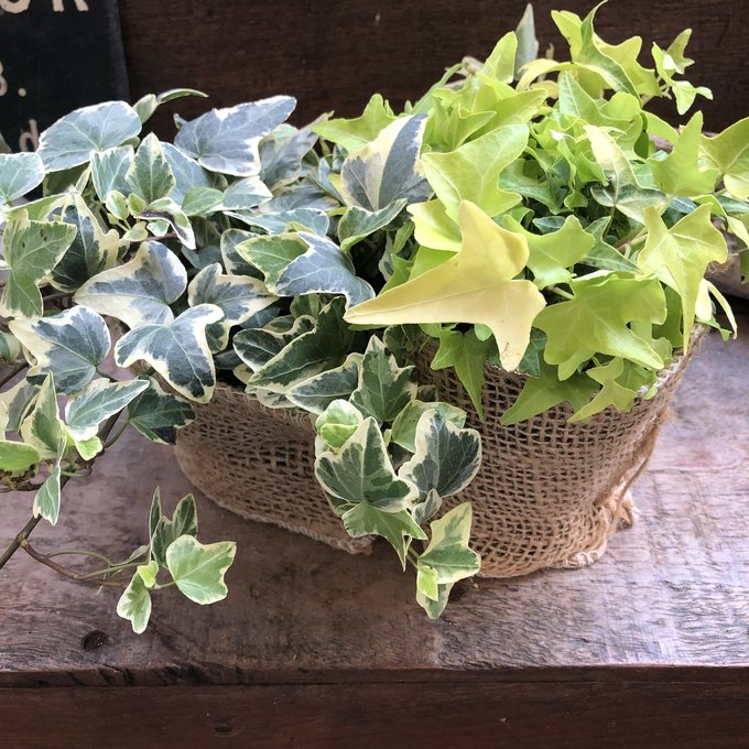 2個セット 黄緑色のヘデラ 観葉植物 可愛いのサムネイル