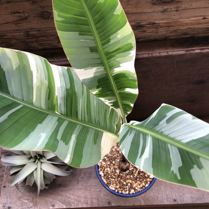 斑入りバナナ ムサ アエアエ(Musa Aeae) 斑入りバナナのサムネイル