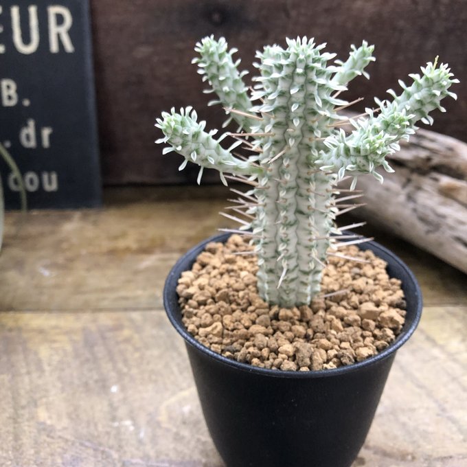 ユーフォルビア ミルクトロンの商品画像