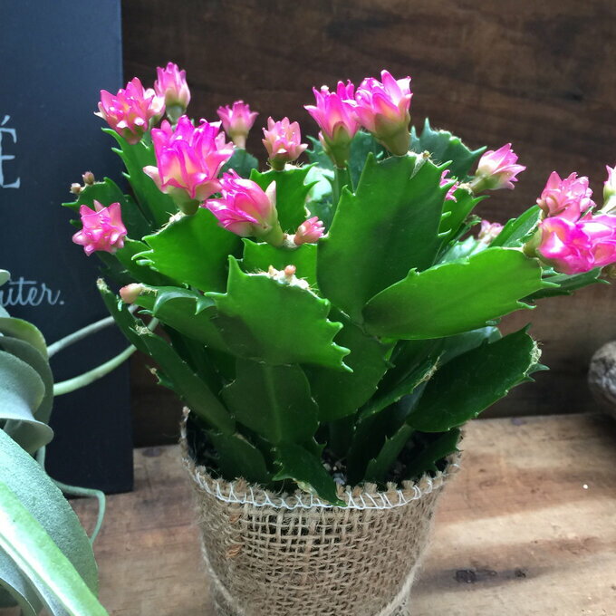 【のいちご】★ コンペイトウカクタス 多肉植物 濃いピンク色の花 かわいい プレゼント 贈り物に