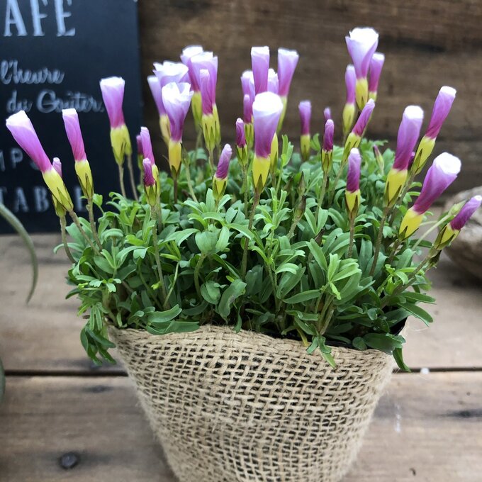 【ピンキー】★ クルクルの花 オキザリス 毎年咲きます 育てやすい たくさん咲く 可愛い 寄せ植え ガーデニングのサムネイル
