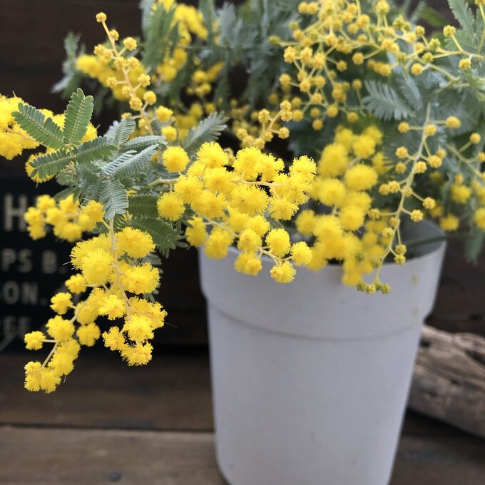 おしゃれハウスに人気のミモザ!鉢植えや地植えにおすすめの苗 おしゃれハウスに人気のミモザ!鉢植えや地植えにおすすめの苗