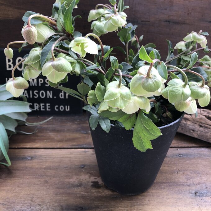 ★希少クリスマスローズ小輪のベル咲...