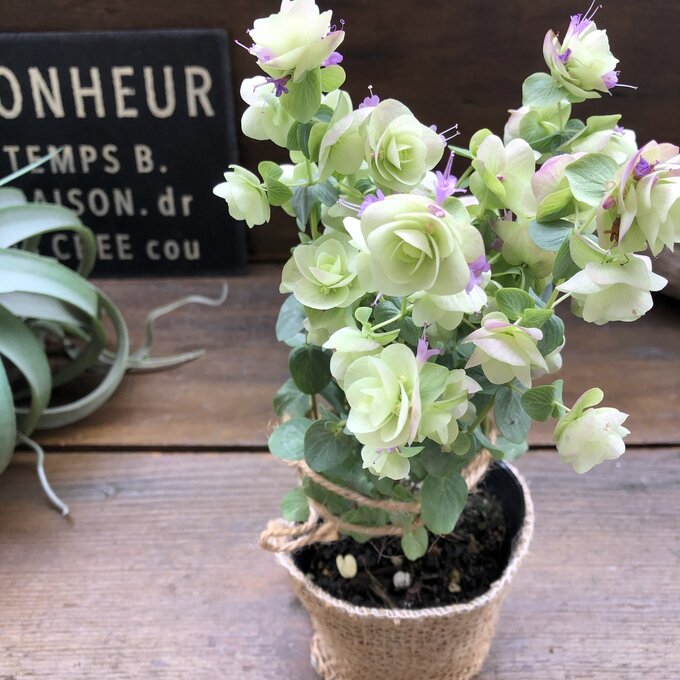 【オレガノ ケントビューティー】★ | 花オレガノ 鑑賞用 ハーブ 草花 ライムグリーンの葉 ホップ ピンクの小花 ピンクの苞葉 四季咲き 切り花 ドライフラワー かわいい くるくる おしゃれ ガーデニング 送料無料のサムネイル